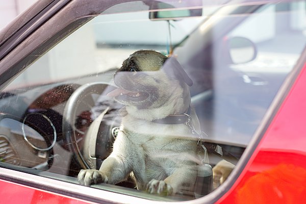 Hund ist alleine im Auto und schaut durchs Seitenfenster
